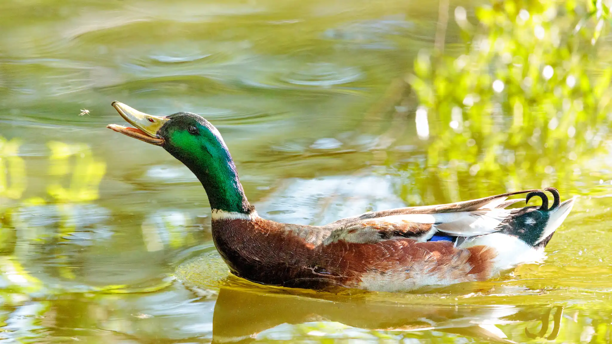 Ein Erpel mit leuchtend grünem Kopf fängt eine Fliege über grünem Wasser