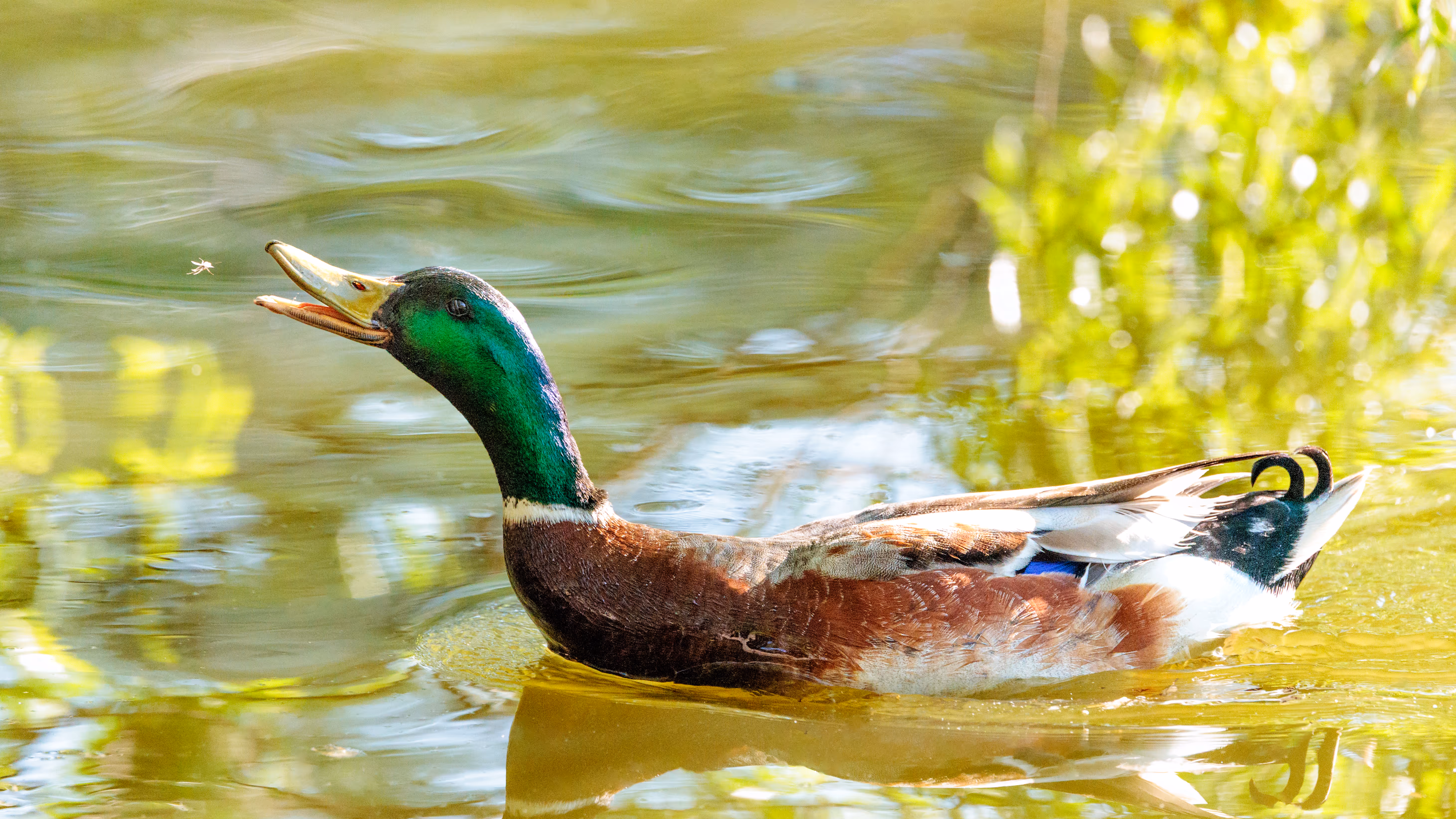 Ein Erpel mit leuchtend grünem Kopf fängt eine Fliege über grünem Wasser