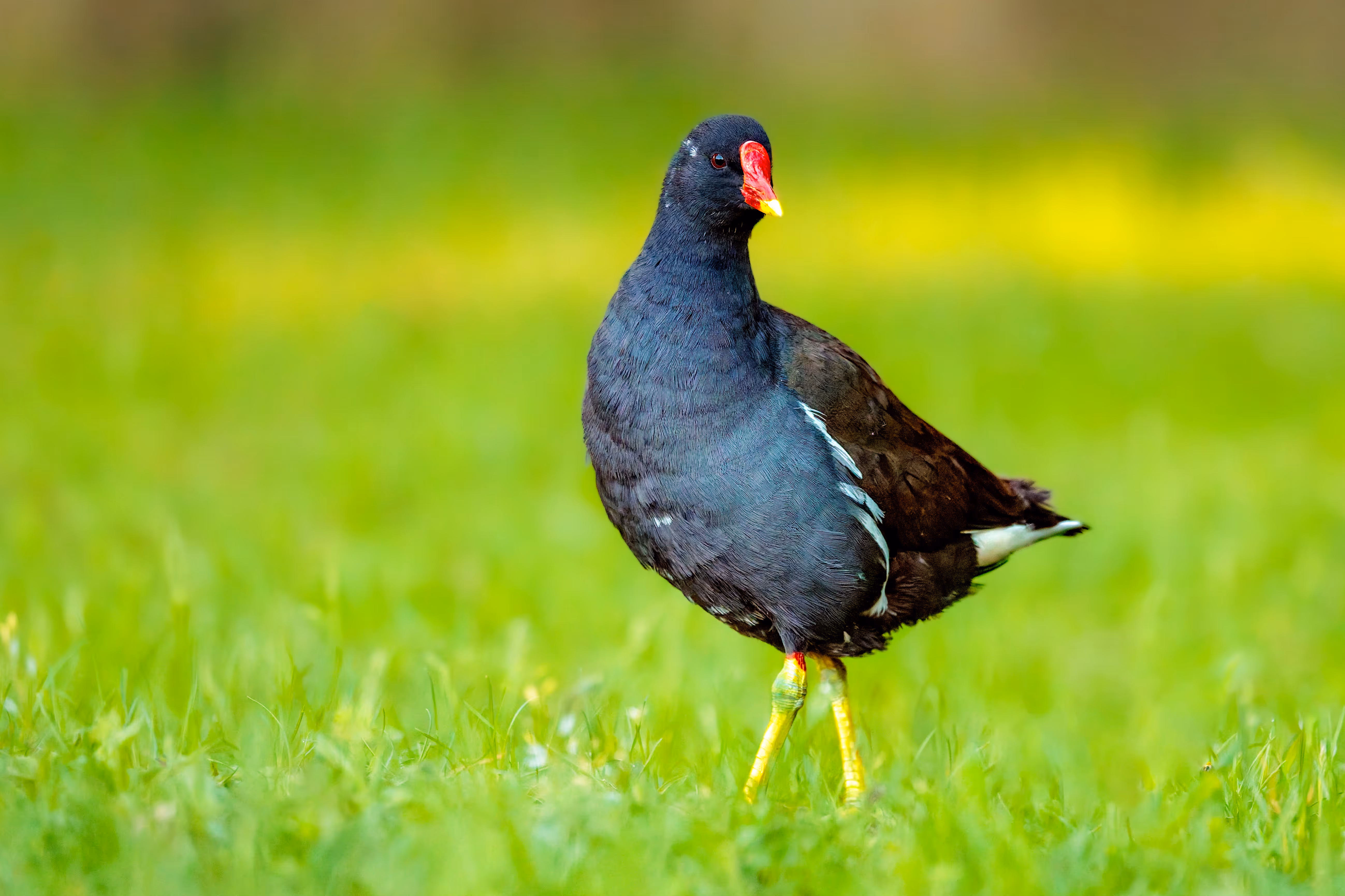 Teichhuhn mit dunkelblau-schwarzem Gefieder, leuchtend rotem Stirnschild und gelb-grünen Beinen steht auf einer grünen Wiese