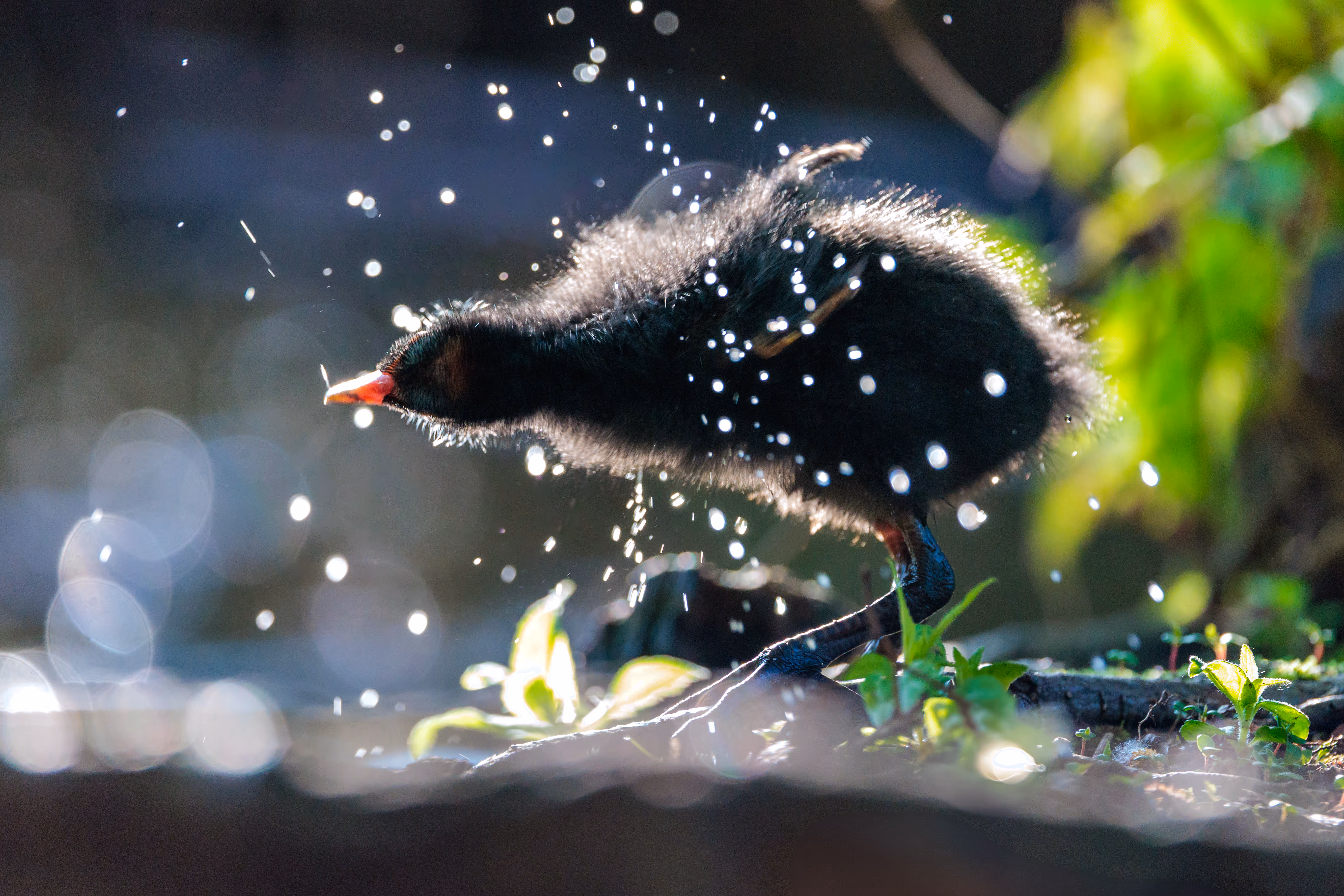 Ein schwarzes, flauschiges Teichhuhnküken schüttelt Wasser ab, wodurch glitzernde Wassertropfen im Gegenlicht fliegen, vor unscharfem Naturhintergrund