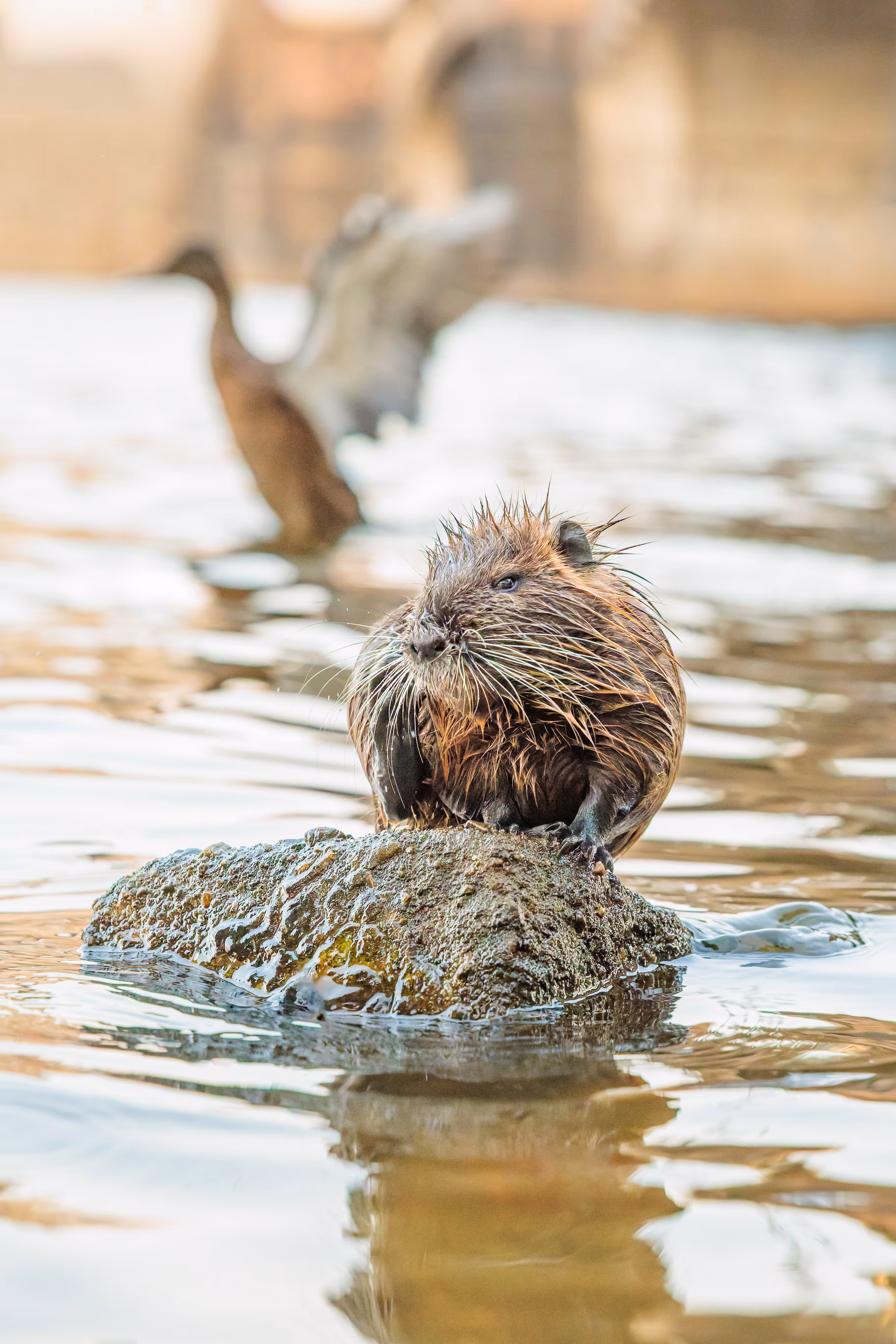 Ein junger, nasser Biber sitzt auf einem Stein im Wasser und putzt sein struppiges Fell 