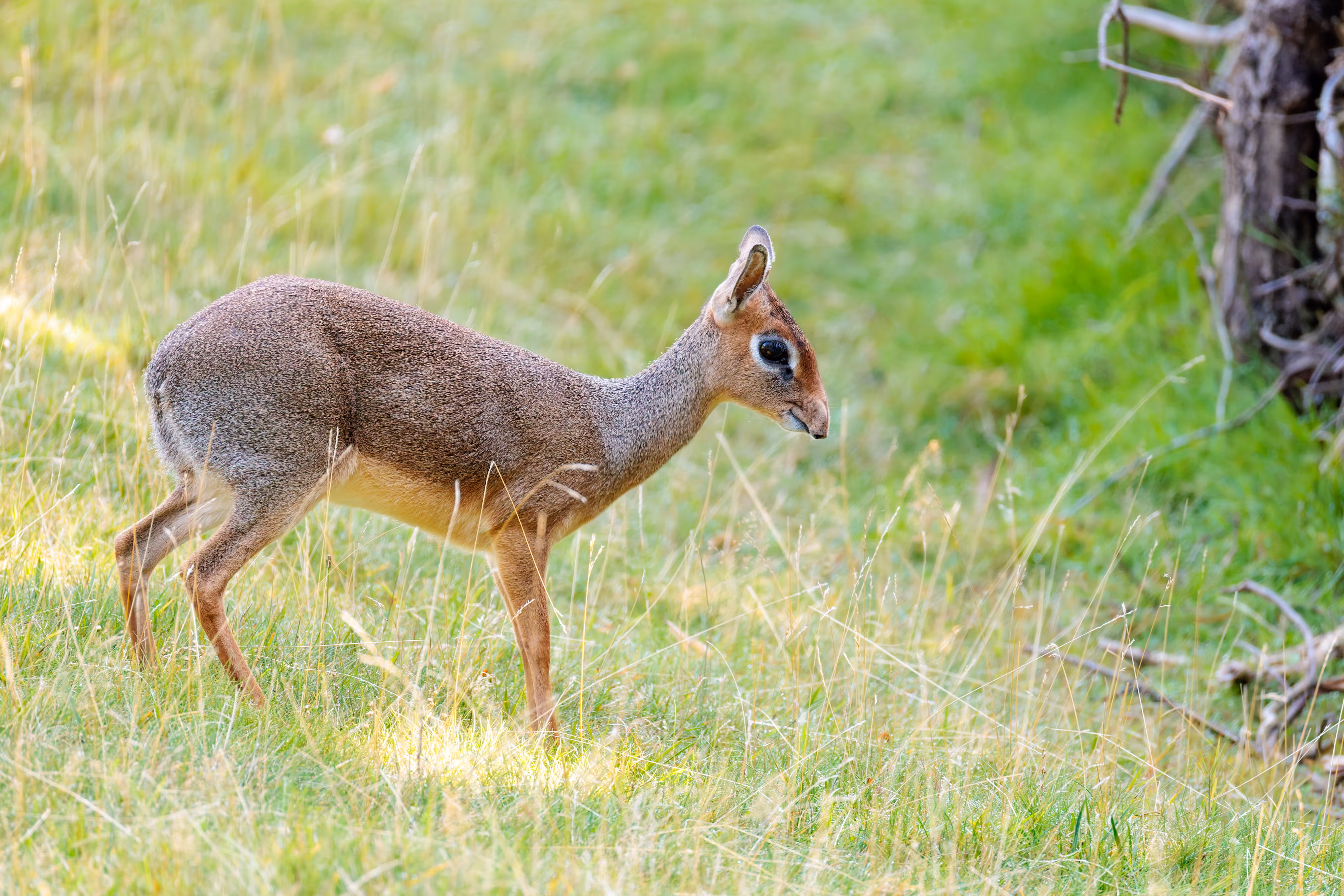 Ein Dikdik, eine zierliche Antilope, steht in seinem grünen, naturnahen Gehege im Prager Zoo 