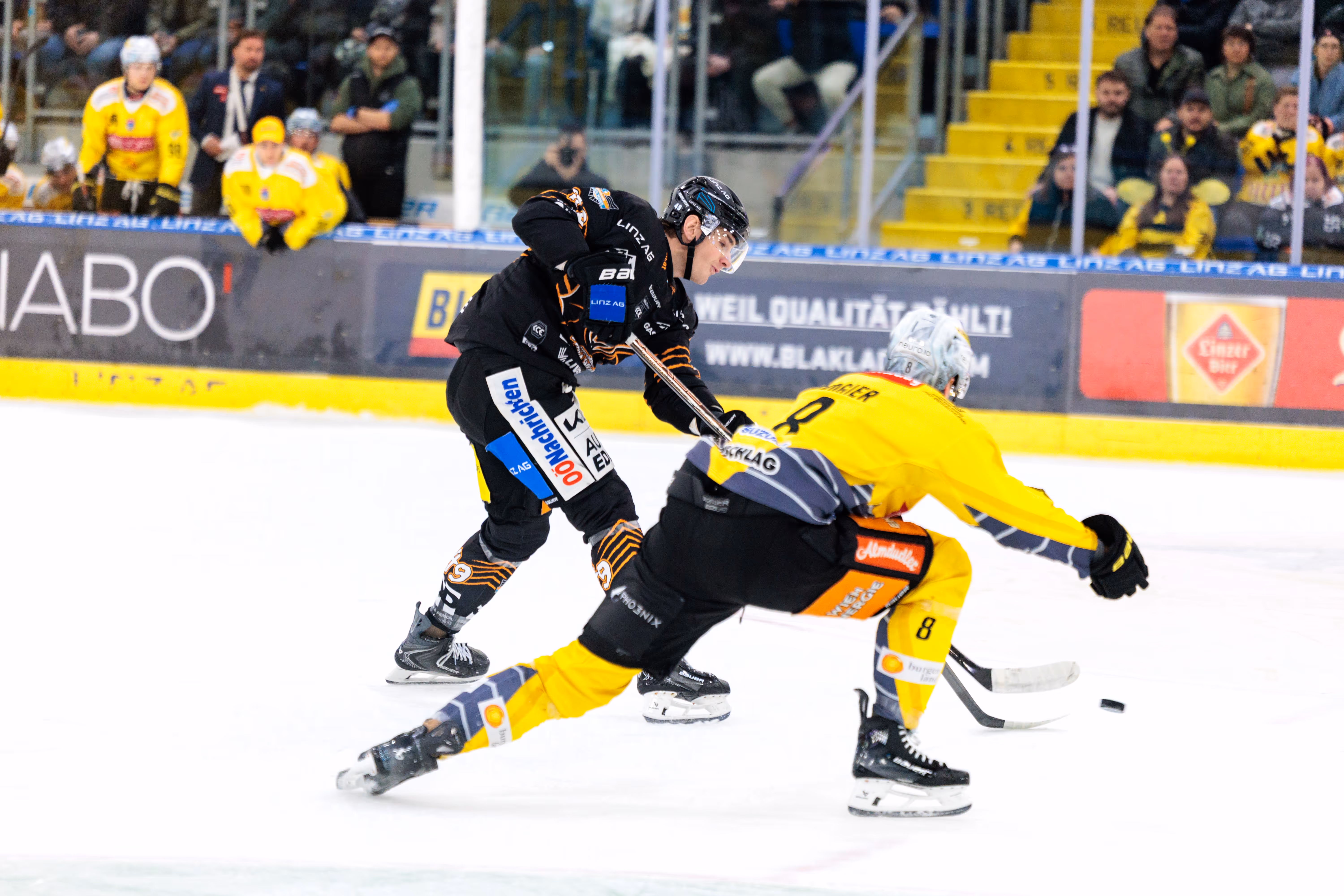 Ein Spieler der Black Wings Linz im schwarzen Trikot und ein Spieler der Vienna Capitals im gelben Trikot kämpfen in einem intensiven Eishockey-Zweikampf um den Puck