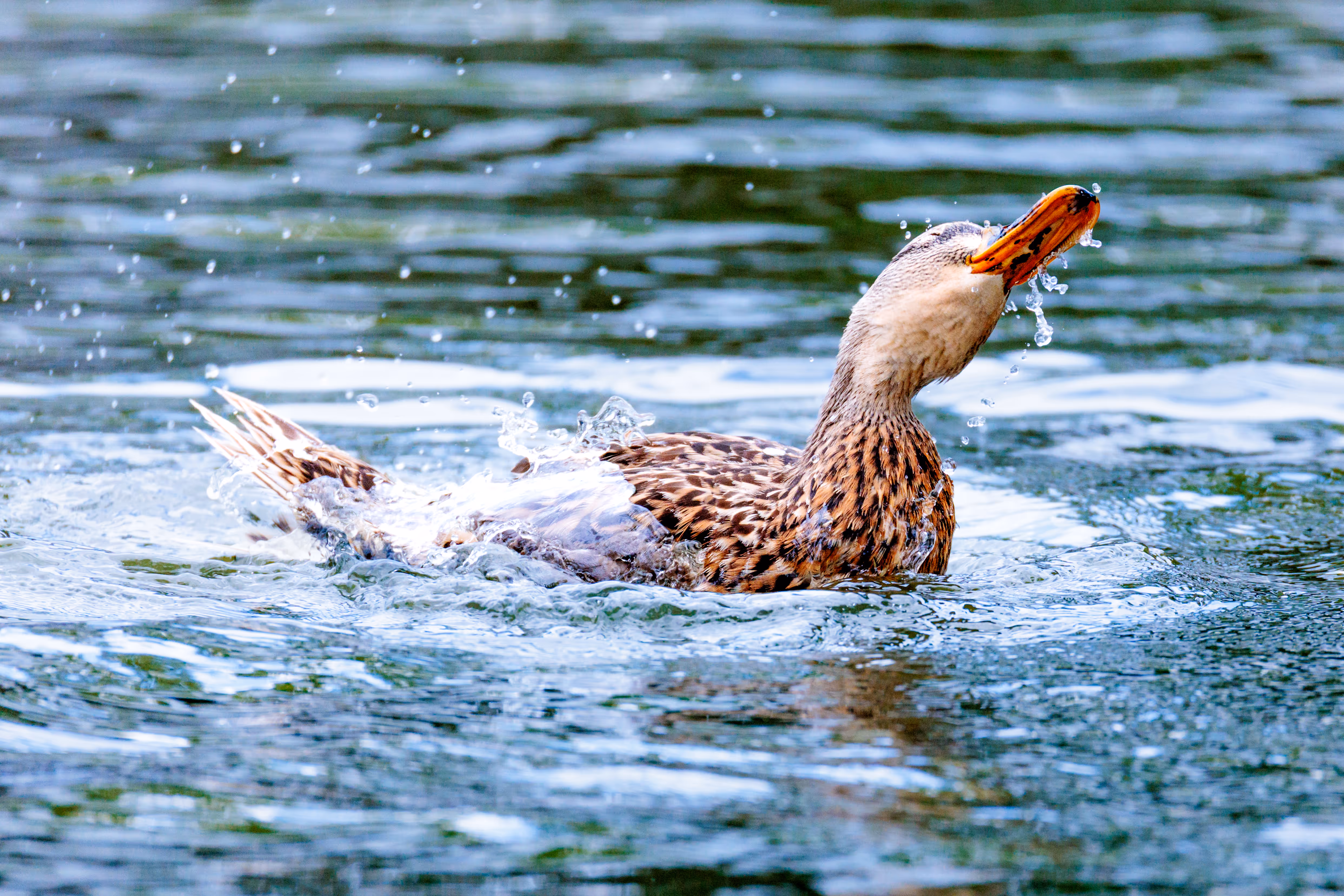 Eine braun gefiederte Ente badet energisch im Wasser, wobei viele Wassertropfen um sie herum aufsteigen und ihr orangefarbener Schnabel sichtbar ist - ich finde sie wirkt irgendwie glücklich