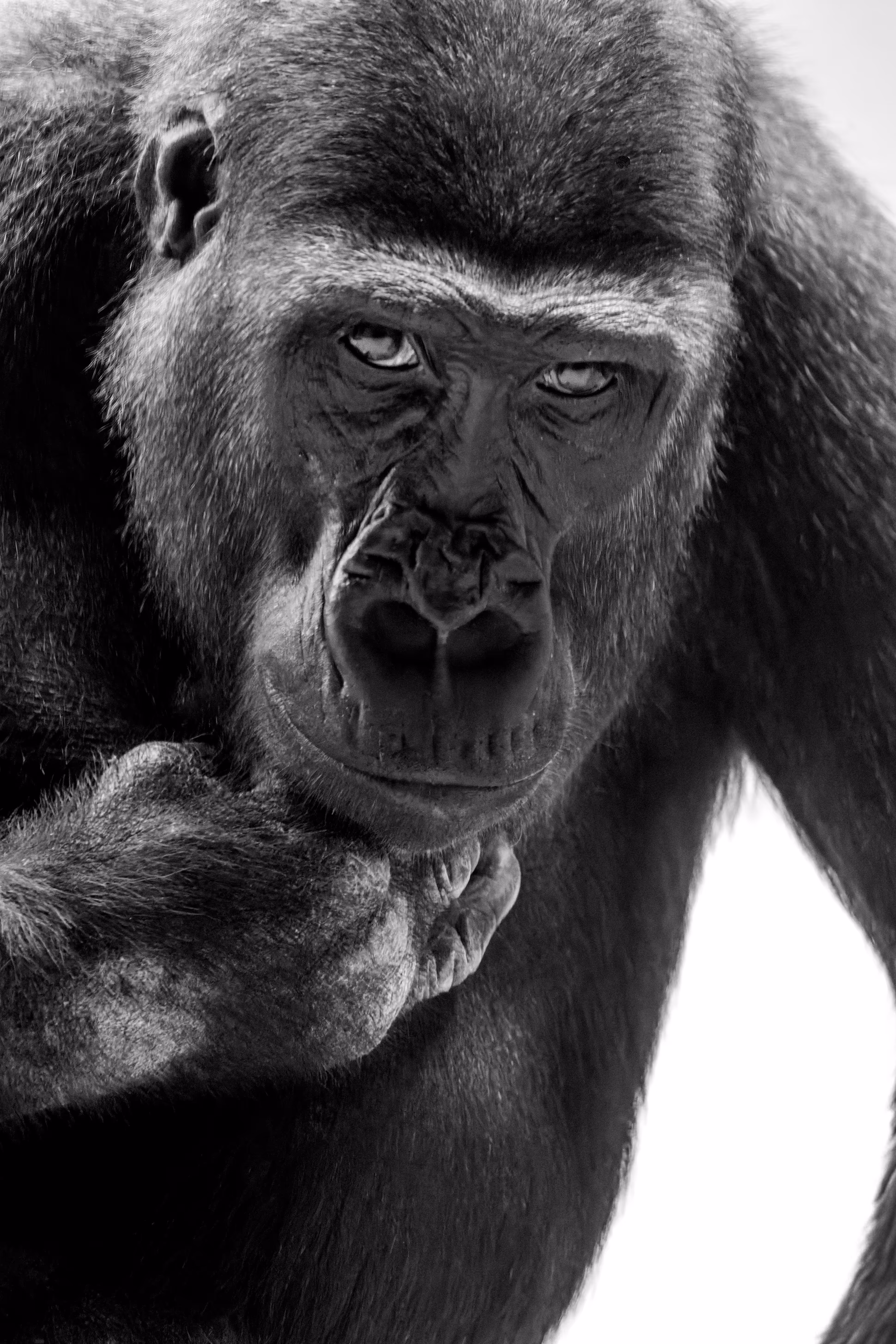 Nahaufnahme eines Gorillas im Zoo Prag, der mit intensivem Blick direkt in die Kamera schaut und nachdenklich das Kinn auf die Faust stützt 
