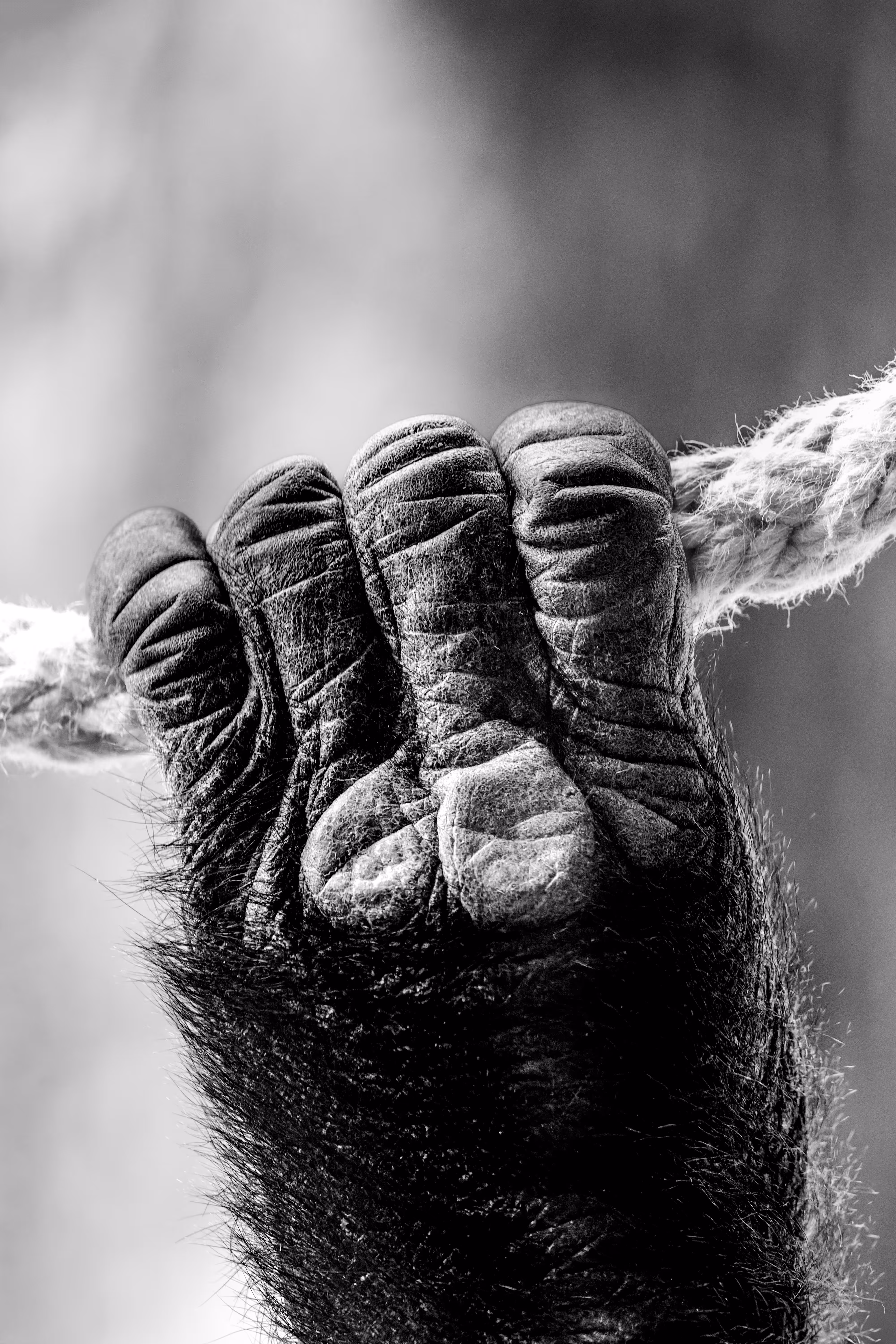 Schwarz-Weiß-Detailansicht einer faltigen Gorillahand, die sich fest an ein dickes, ausgefranstes Seil klammert, aufgenommen im Prager Zoo 
