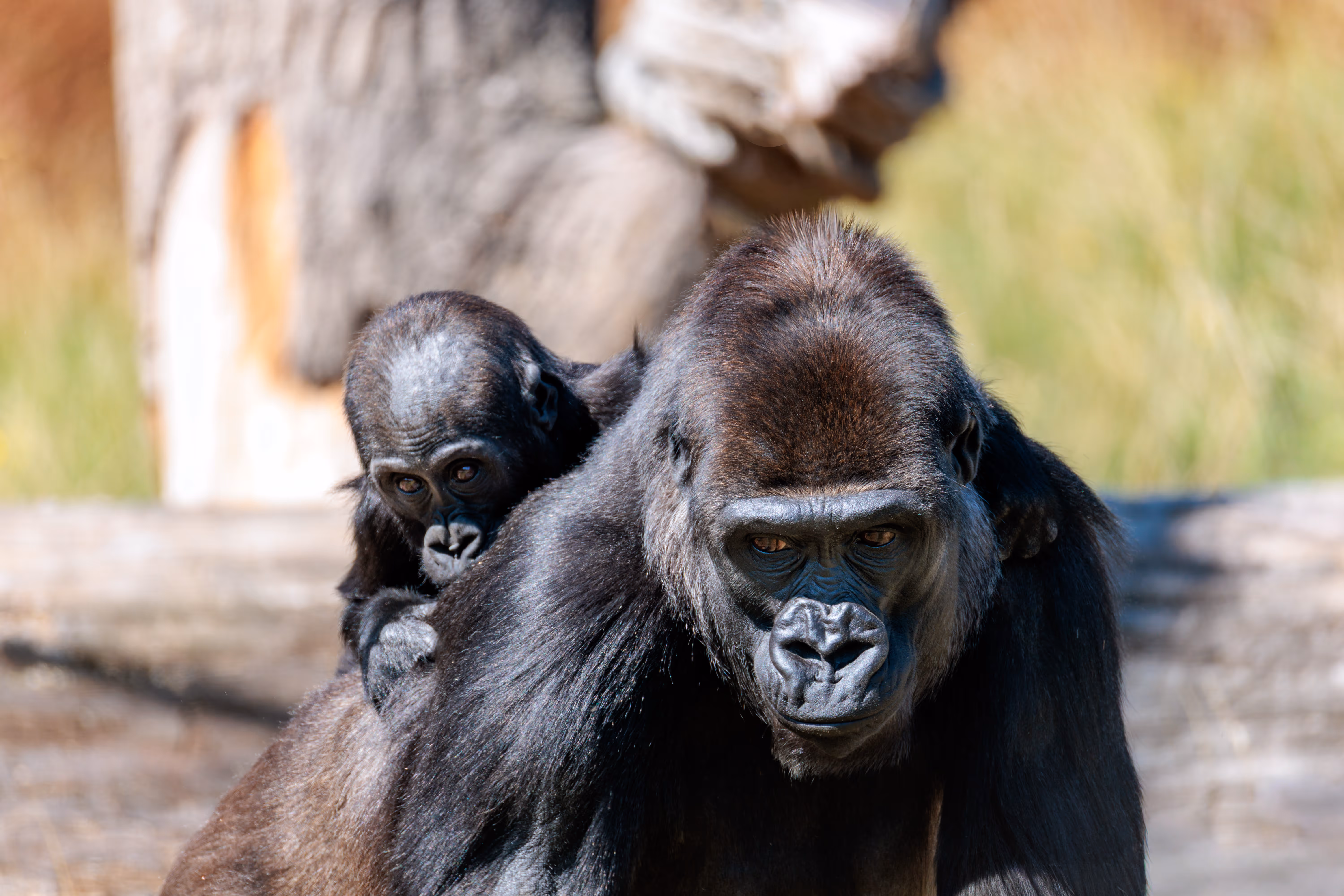 Porträt einer Gorilla-Mutter, die ihr Jungtier auf dem Rücken trägt - 2025/08/11