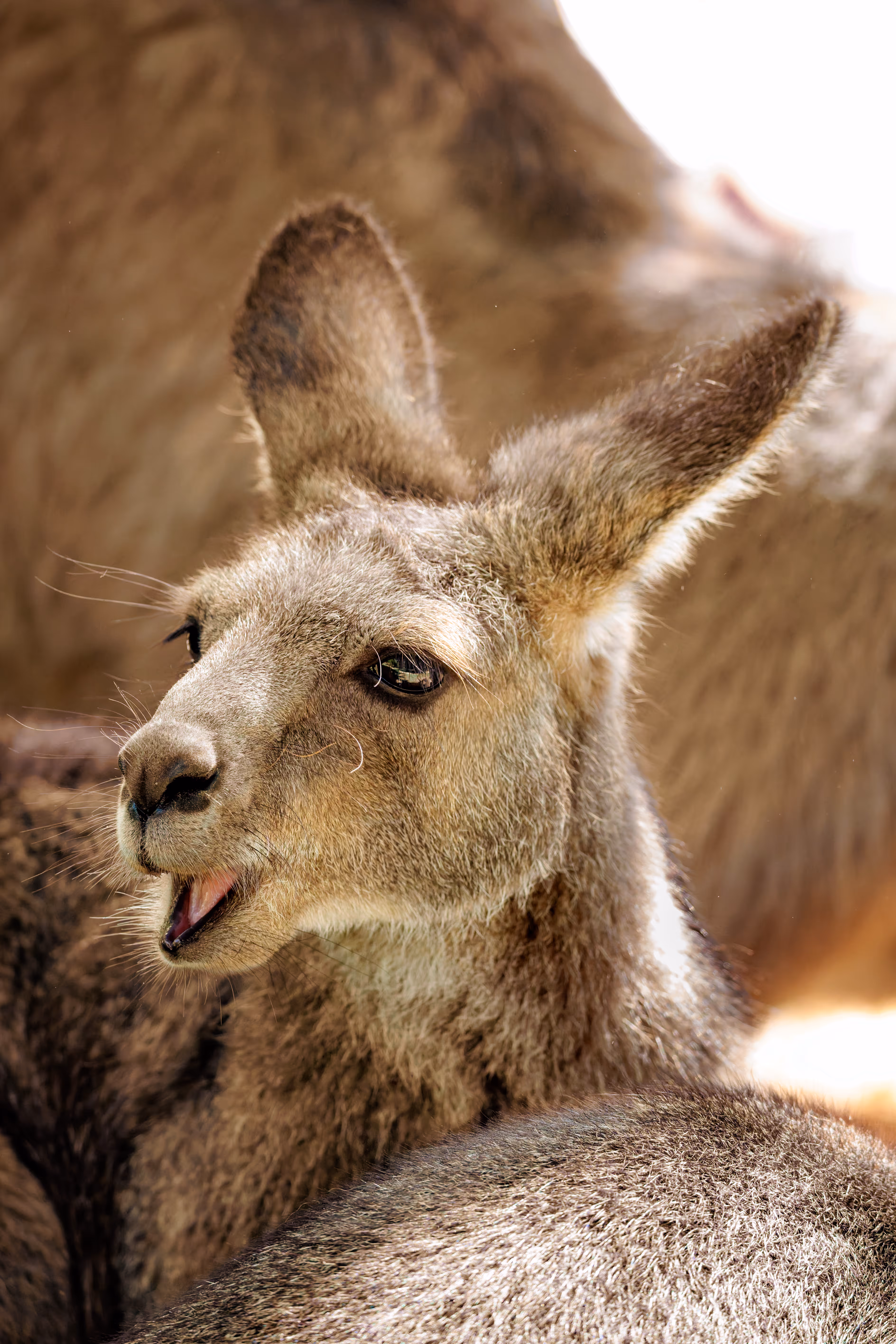 Porträt eines Grauen Riesenkänguru-Weibchens mit leicht geöffnetem Maul und sichtbaren Barthaaren im Prager Zoo