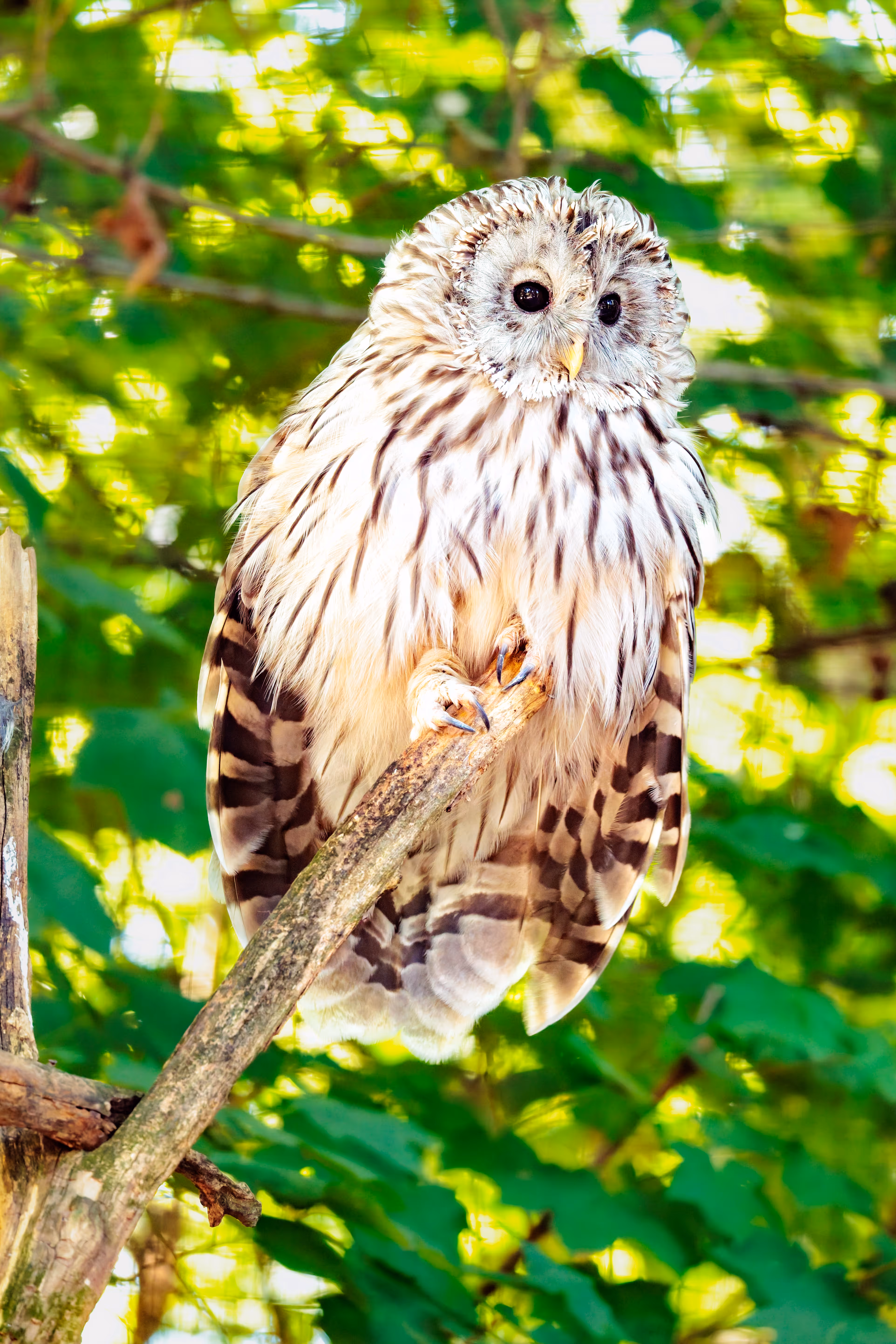 Ein Habichtskauz mit hellem Gefieder und dunklen Augen ruht auf einem Ast im Prager Zoo vor einem leuchtend grünen, unscharfen Hintergrund 