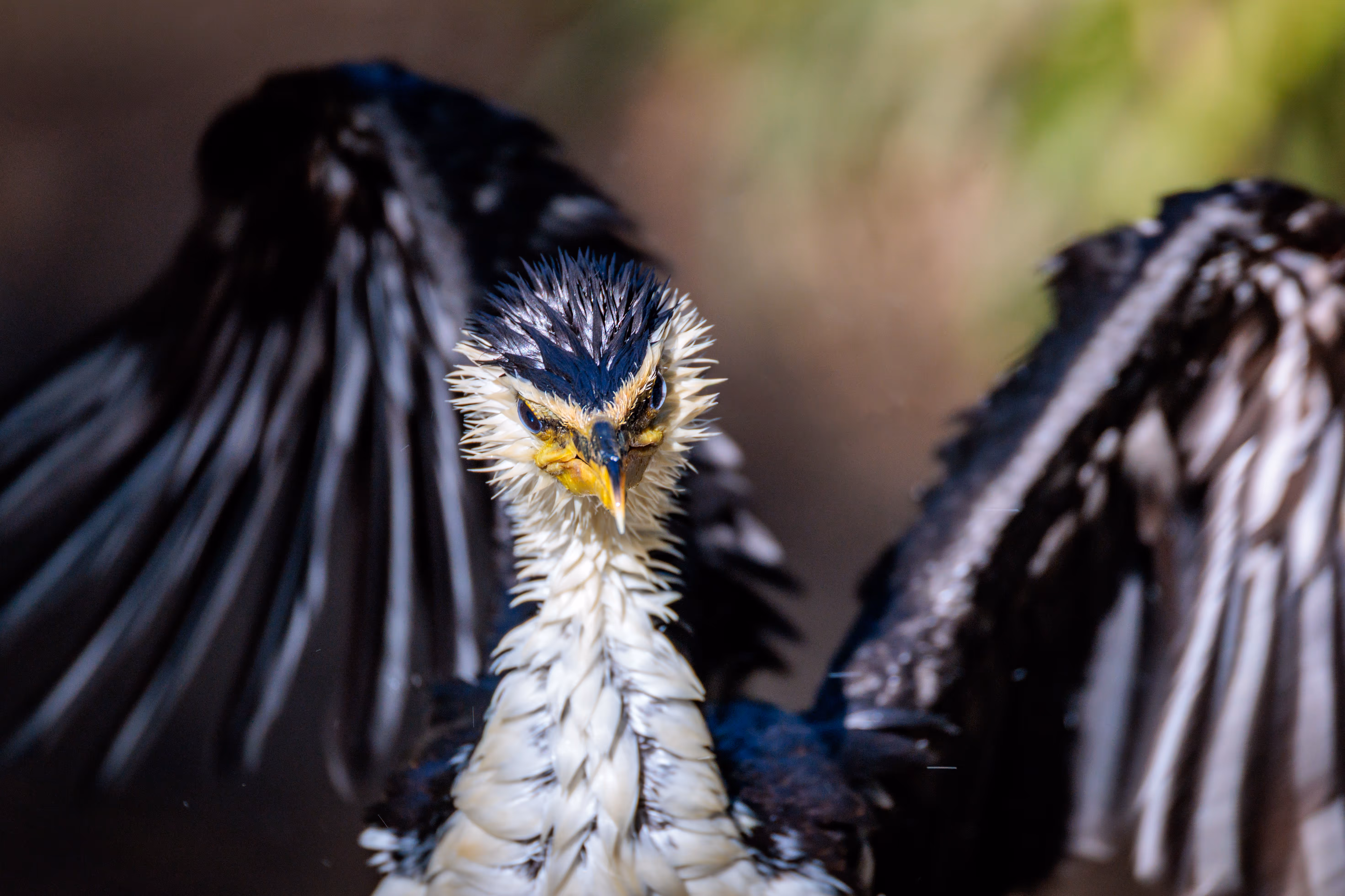 Eine Nahaufnahme zeigt einen Komoran mit nassem, zerzaustem Gefieder, der im Prager Zoo seine Flügel zum Trocknen ausbreitet 