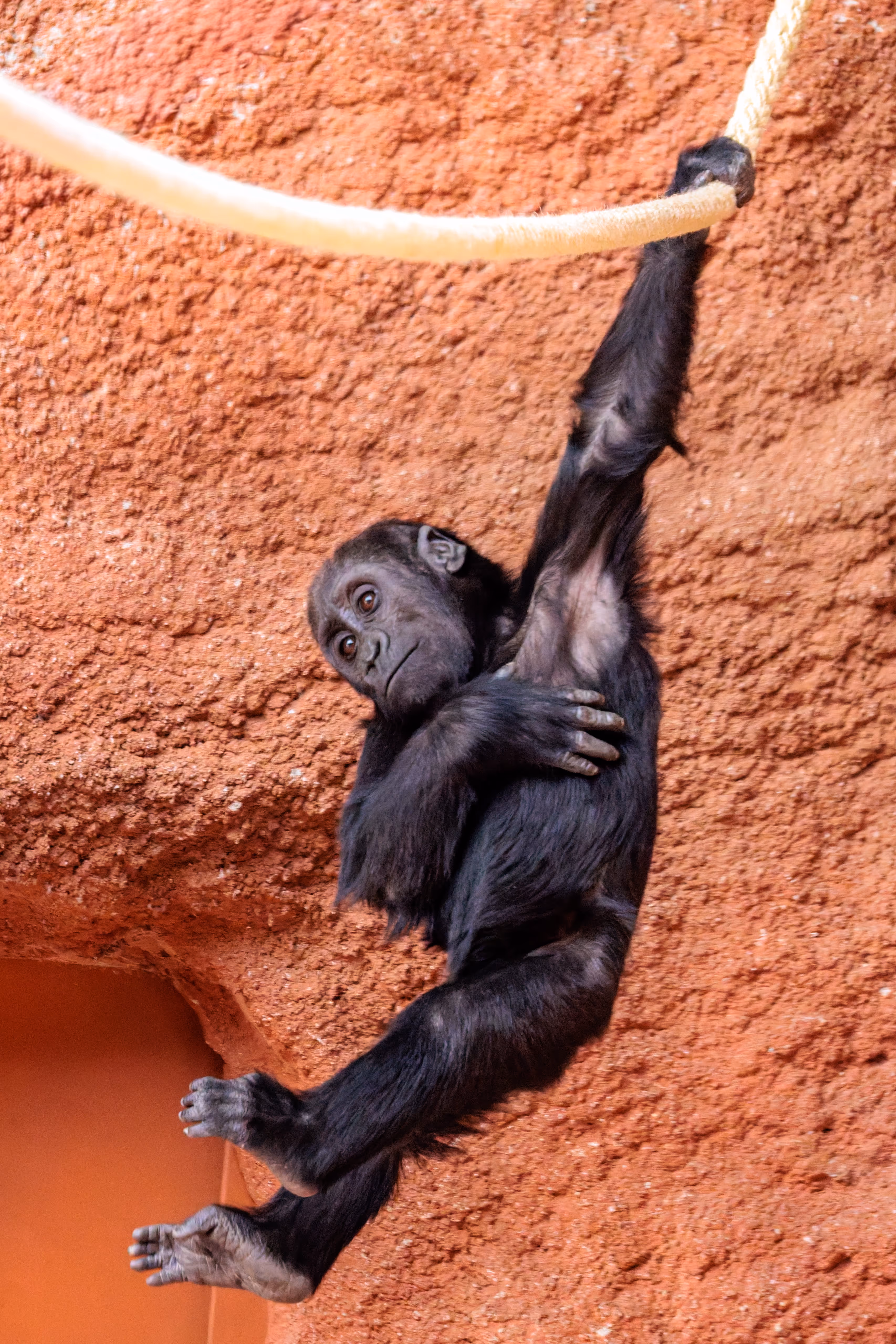 Ein neugieriges Gorilla-Jungtier hängt spielerisch an einem dicken Seil vor einer felsigen, roten Wand im Prager Zoo 