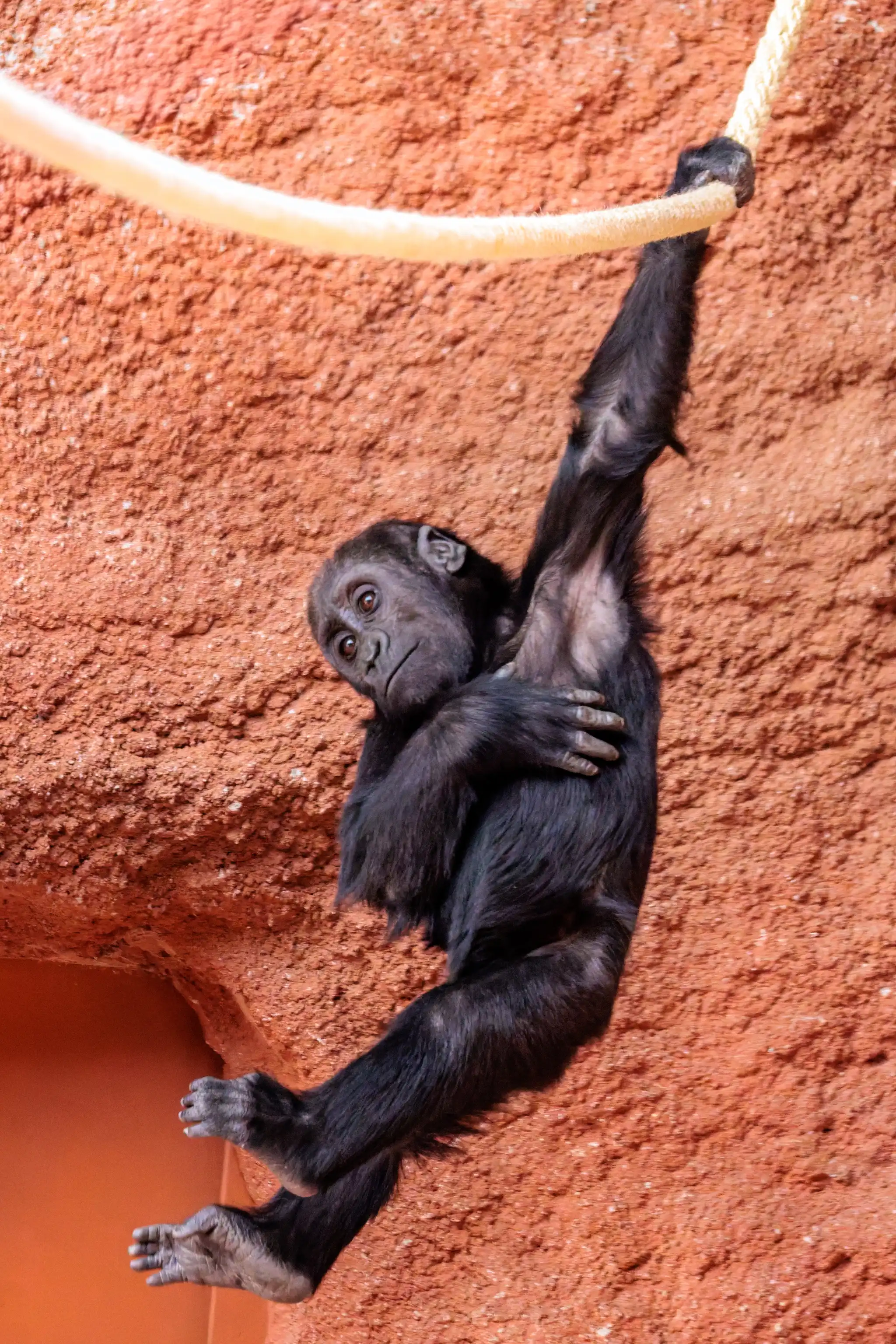 Ein neugieriges Gorilla-Jungtier hängt spielerisch an einem dicken Seil vor einer felsigen, roten Wand im Prager Zoo 