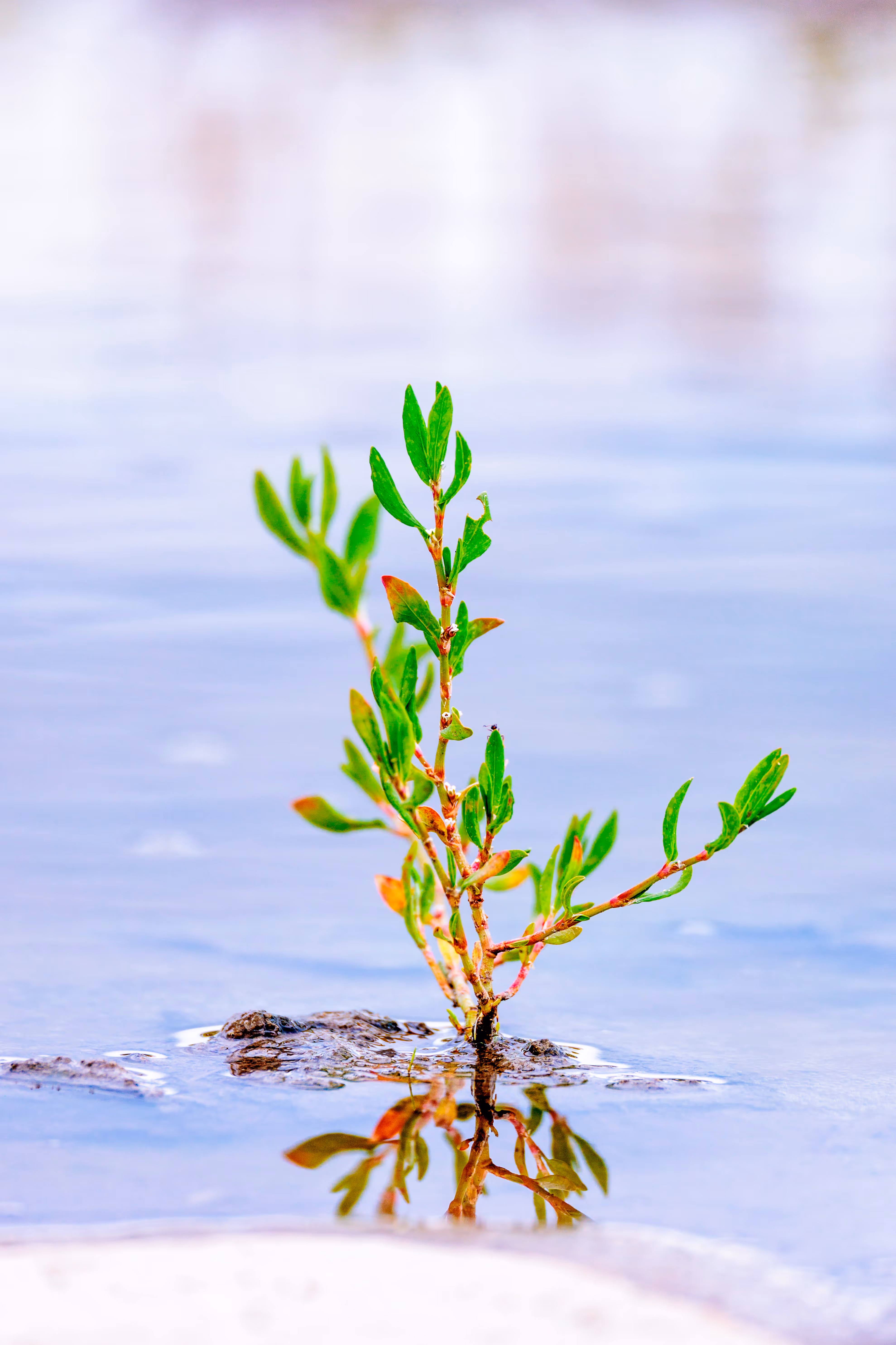 Eine kleine grüne Pflanze mit lebhaften Blättern wächst aus einer flachen Wasserpfütze hervor und spiegelt sich darin auf einer ruhigen Oberfläche