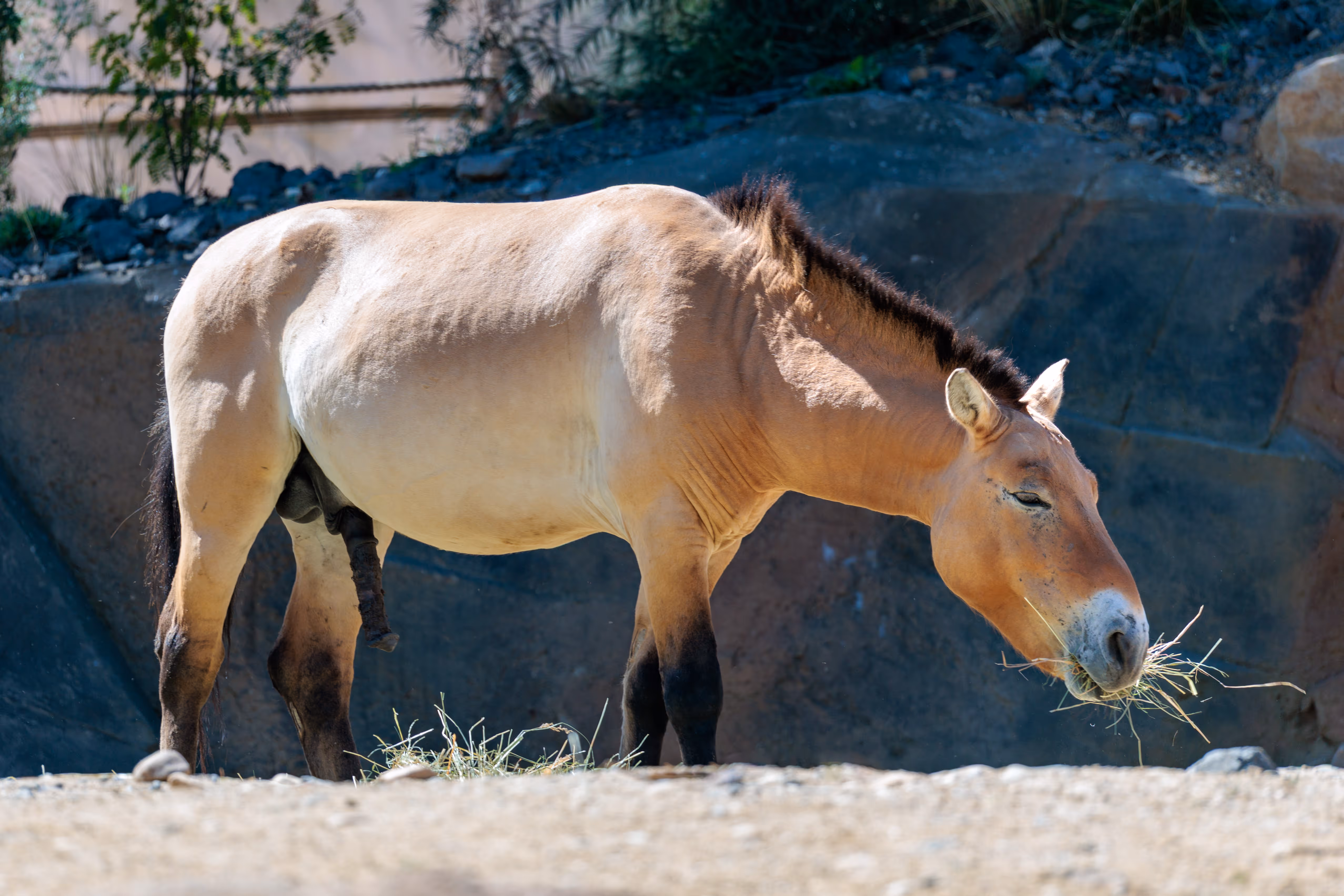 Ein Przewalski-Pferd mit hellbraunem Fell und dunkler Mähne frisst in einem naturnahen Gehege im Prager Zoo Gras vom Boden 