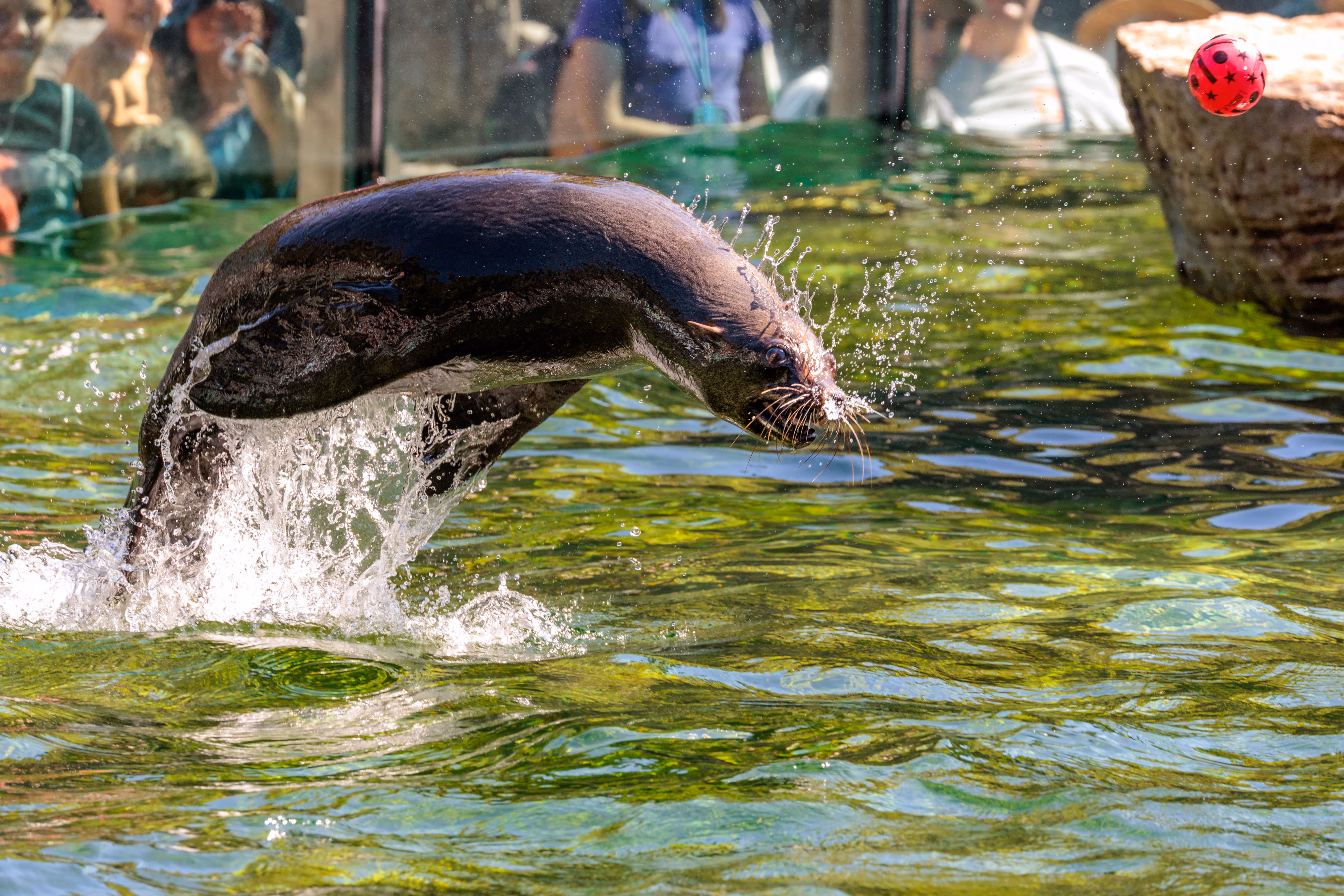 Eine Robbe springt mit einem kraftvollen Sprung aus dem grünlich schimmernden Wasser, erzeugt eine große Fontäne und schaut auf einen roten Ball in der Luft, während Zoobesucher im verschwommenen Hintergrund zu sehen sind - 2025/08/11