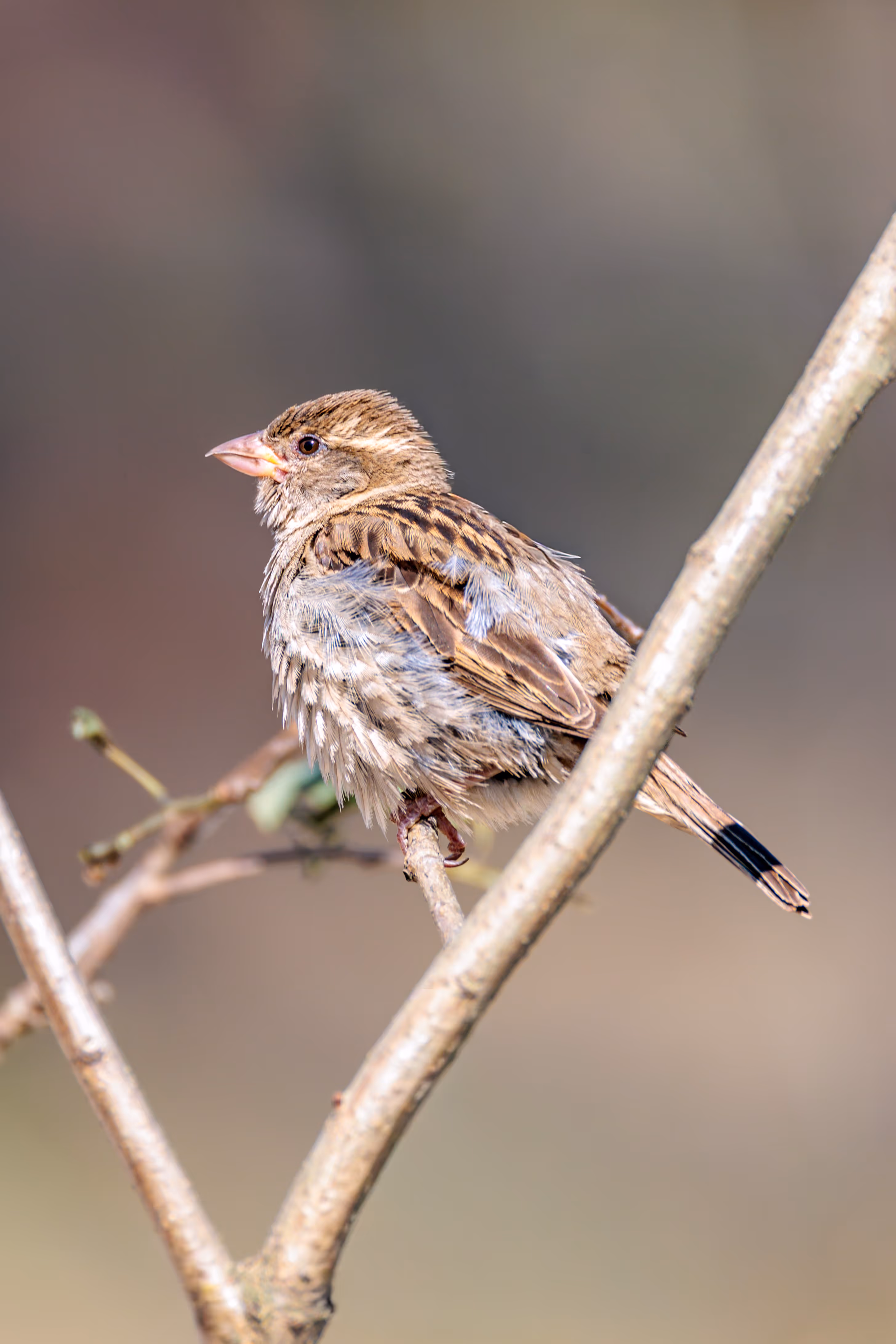 Ein brauner Singvogel mit gestreiftem Gefieder sitzt auf einem kahlen Ast vor einem weichen, unscharfen Hintergrund 