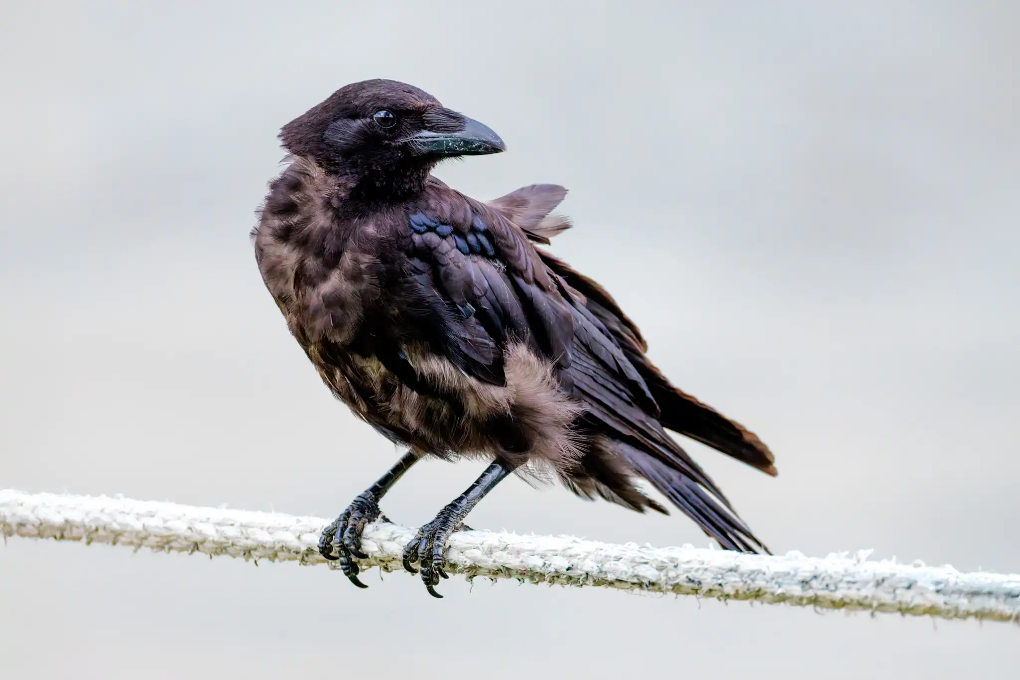 Naturfotografie in Linz: Mit dem neuen RF 200-800mm auf Entdeckungstour