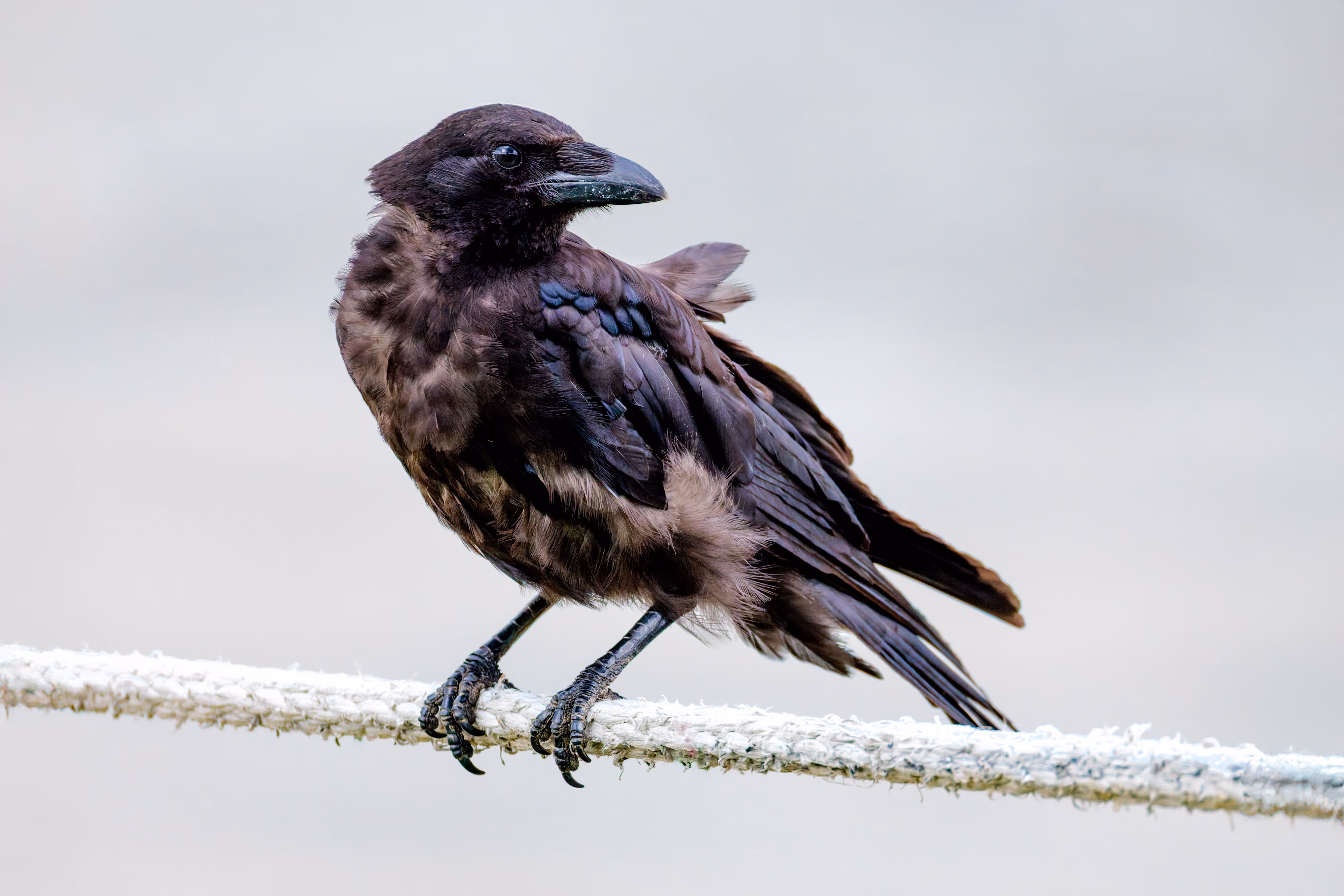 Naturfotografie in Linz: Mit dem neuen RF 200-800mm auf Entdeckungstour