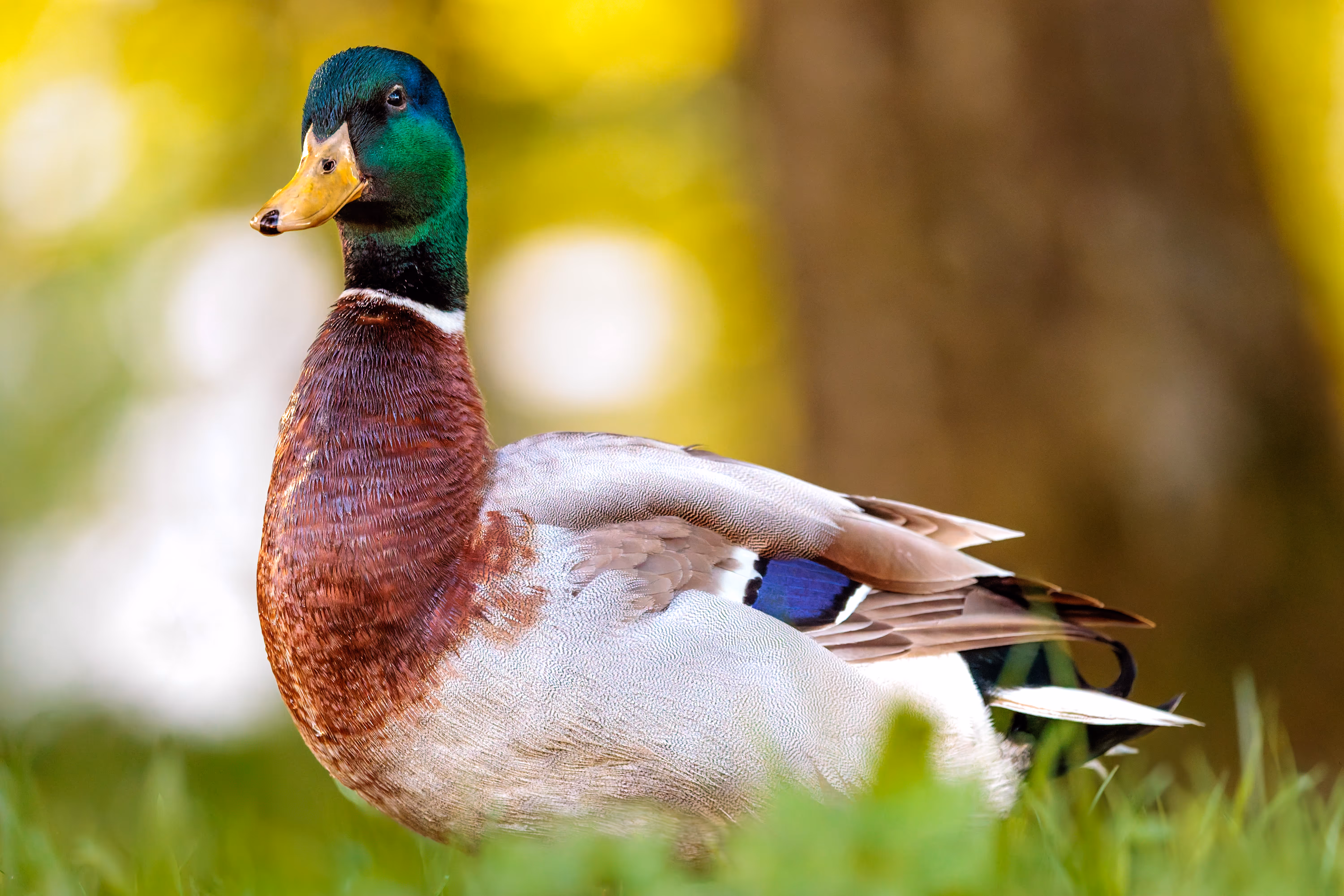 Enten & Teichrallen an der JKU