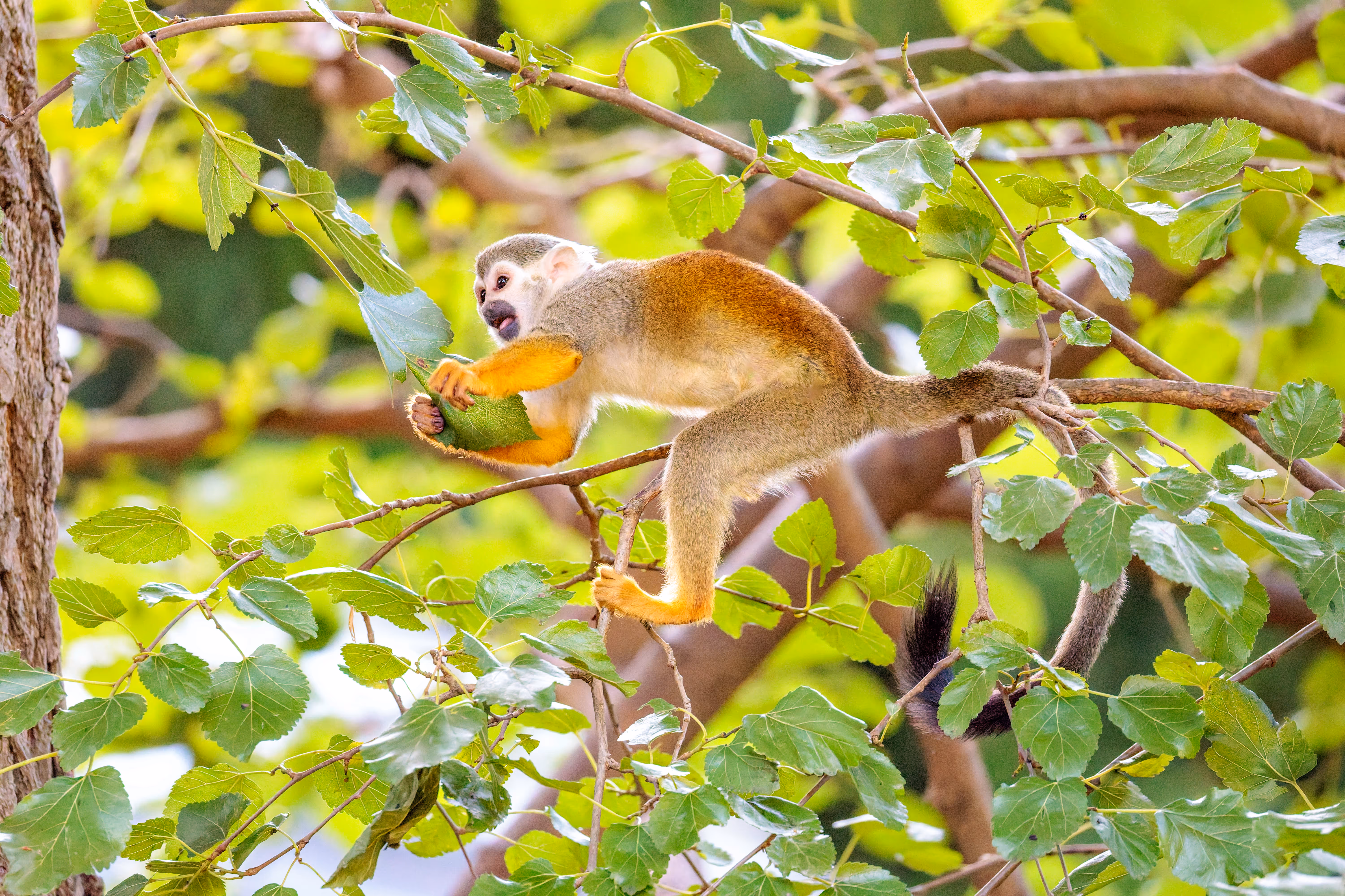 Ein Totenkopfaffe hält in einem grünen Baum des Prager Zoos ein großes Blatt - 2025/08/11