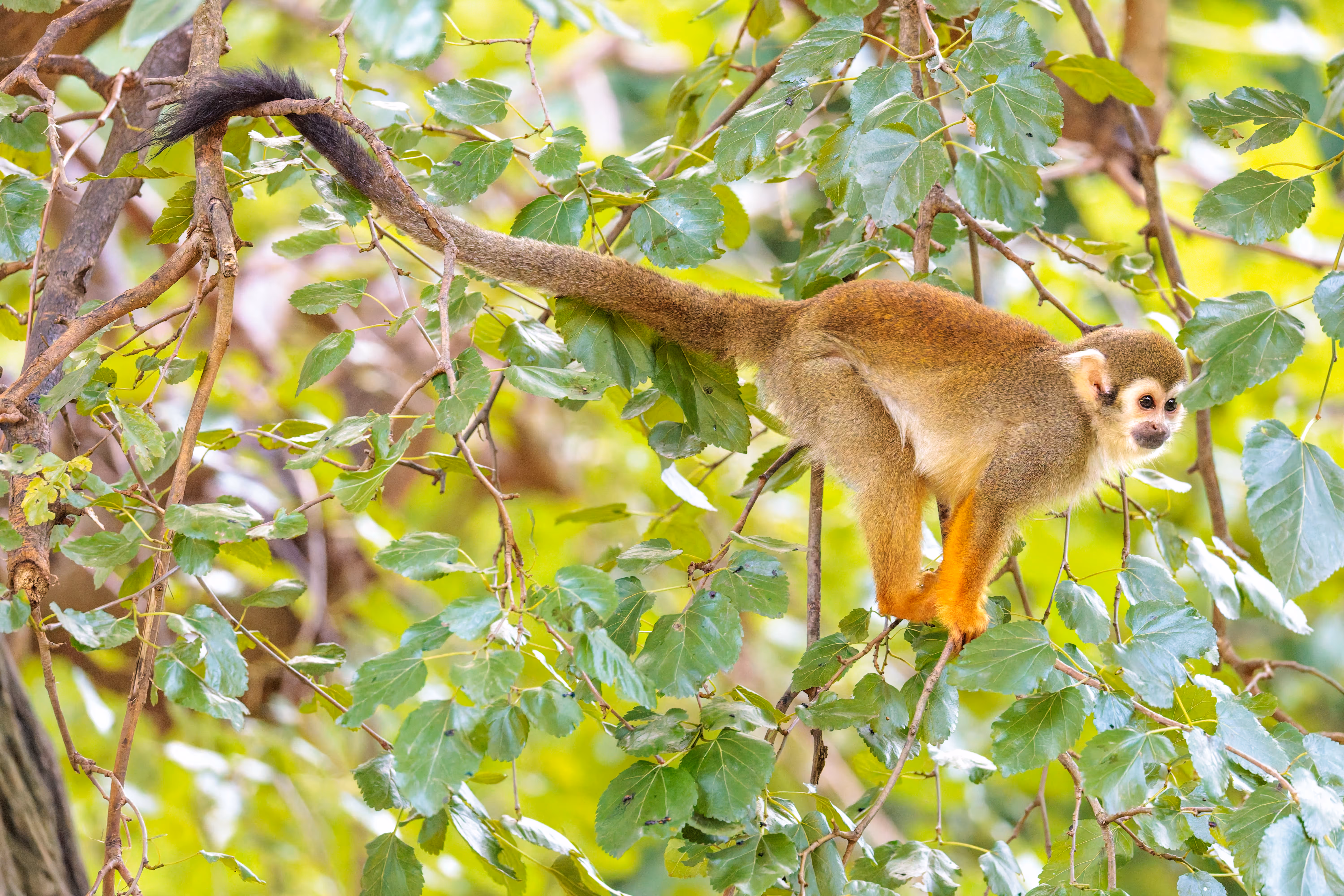 Ein Totenkopfaffe klettert an einem Baumast, umgeben von sattgrünem Laub im Prager Zoo 
