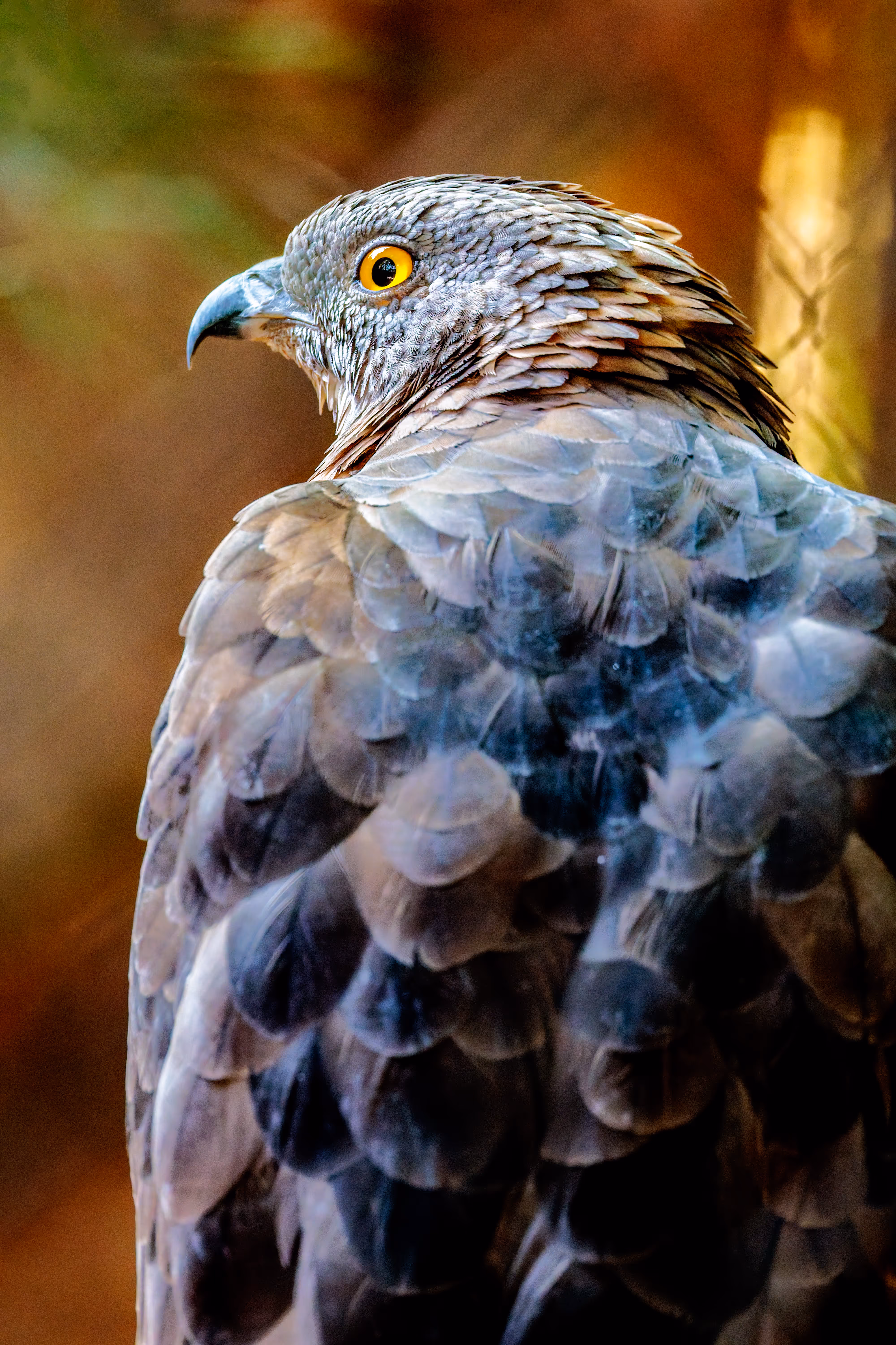 Nahaufnahme eines Wespenbussards im Prager Zoo mit auffälligen gelben Augen und detailliertem Federkleid 